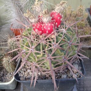 Homalocephala texensis -seeds-насіння- 10шт-