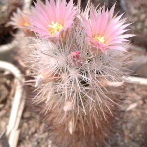 Escobaria dasyacantha SB601 -seeds-насіння-10шт-