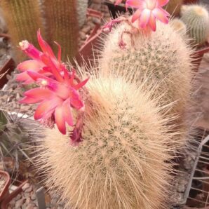 Matucana roseoalba L173 -seeds-насіння- 10шт-