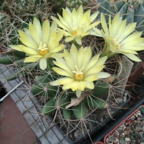 Dolichothele longimamma REPP2144 -seeds-насіння- 10шт-