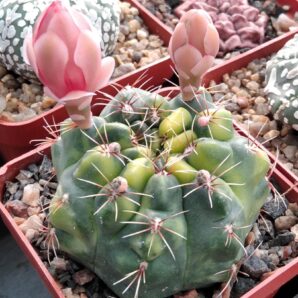 Gymnocalycium baldianum f. variegata -seeds-насіння- 10шт-