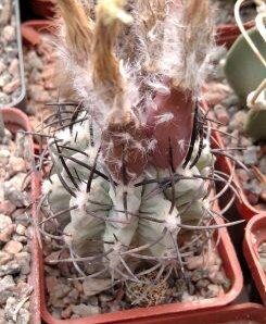 Neochilenia paucicostata -blue form- seeds-насіння-10шт-