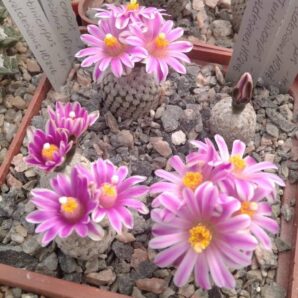 Turbinicarpus valdesianus HO246 -seeds-насіння- 10шт-