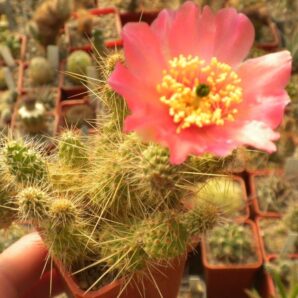 Tunilla retrospina -пагони-