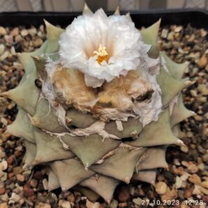 ariocarpus-retusus-galeana.-nuevo-leon