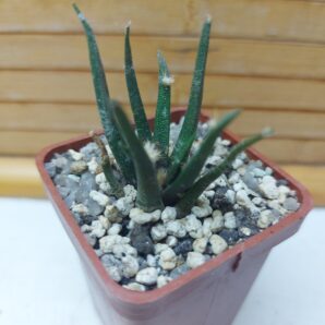 Ariocarpus agavoides