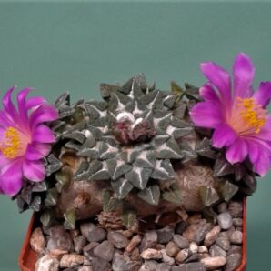 ariocarpus-kotschoubeuanus-lh459-
