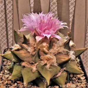 ariocarpus-retusus-gybrid-japan