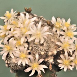 blossfeldia-subterranea