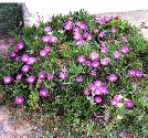 Carpobrotus acinaciformis тішить око на клумбі в Німеччині
