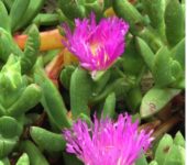 Carpobrotus chilensis