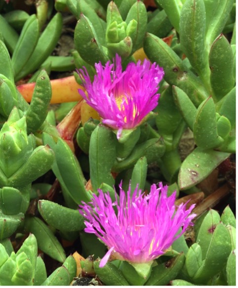 Carpobrotus chilensis