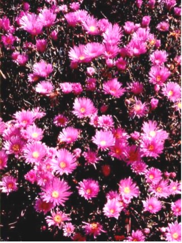 Carpobrotus deliciosus