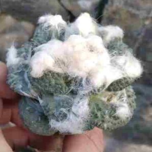 Аriocarpus cv. "Godzilla" -diam.-7,5cm.