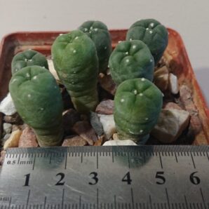 Lophophora Lutea Road n120, Que, PK, ВШ