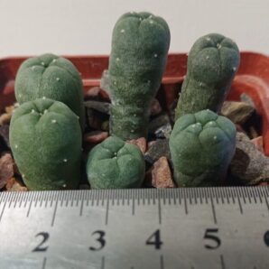 Lophophora Fricii El Amparo KKR 724 PP, ВШ