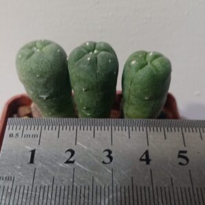 Lophophora williamsii VZD 032 РК, ВШ