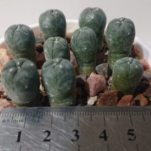 Lophophora Jordaniana PP