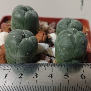 Lophophora diffusa v Svobodana GR 1089 РК, ВШ