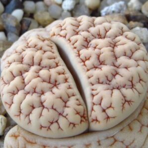 Lithops gracilidelineata v.waldroniae C189