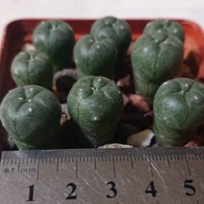 Lophophora williamsii