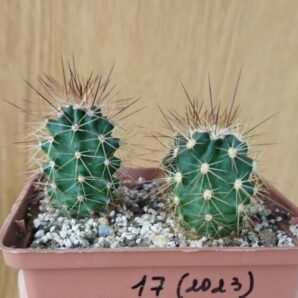 Echinocereus coccineus - v paucispinus, Koehres