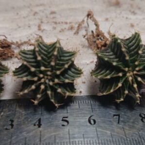 Gymnocalycium friedrichii Acua Dulce