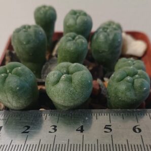 Lophophora Fricii f Gigantea, Viesca KS 198, PK, ВШ