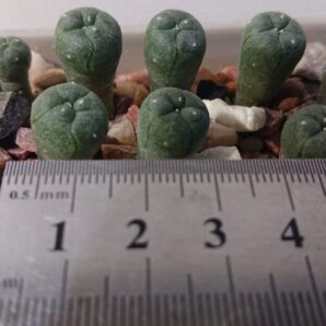 Lophophora williamsii