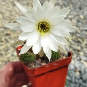 Chamaecereus hybrid Valentina