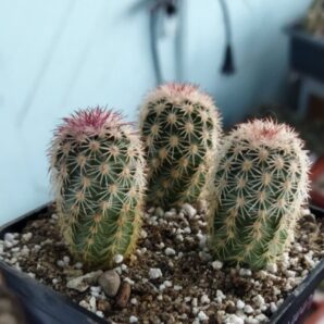 Echinocereus pectinatus ssp. rutowiorum (Cumbres de Majalca, Chih, Mex)