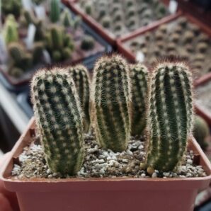 Echinocereus reichenbachii v. minor Koehres