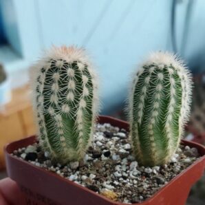 Echinocereus reichenbachii v. oklahomensis HK1844 Koehres