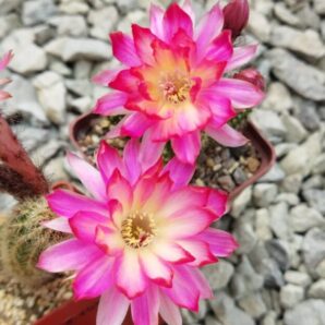 Chamaecereus hybrid Pan17.8.109 Prince