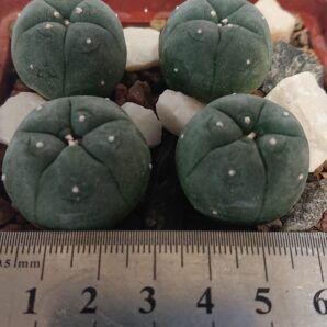 Lophophora williamsii Lewinii