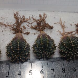 Gymnocalycium friedrichii Acua Dulce