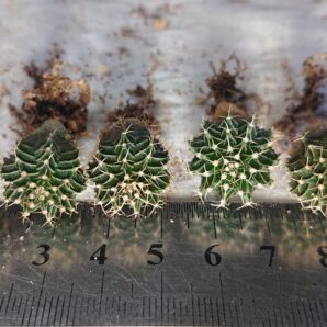 Gymnocalycium friedrichii Acua Dulce