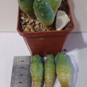Lophophora Lutea Road, h120, Que, PK, ВШ