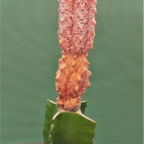 euphorbia-abdelkuri-damask-1