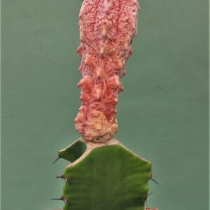 euphorbia-abdelkuri-damask-2