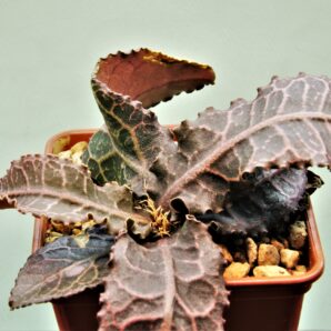 euphorbia-francoisii-gybrid-1