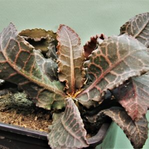 euphorbia-francoisii-gybrid-2