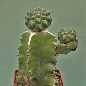 euphorbia-gymnocalycioides-2