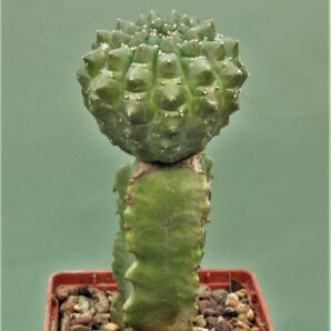 euphorbia-gymnocalycioides-3