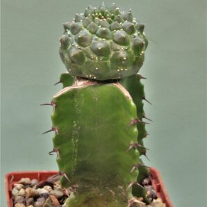 euphorbia-gymnocalycioides-4
