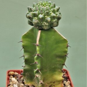euphorbia-gymnocalycioides-5