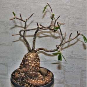 fockea-edulis-g2 | 46