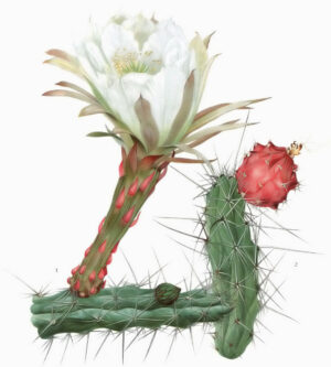 Harrisia (Харрісія)