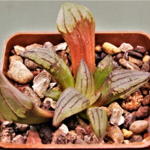 haworthia-atrofusca-mutant-watermelon-2