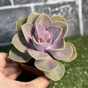 Echeveria Perle von Nurnberg